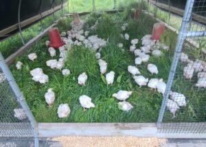 Pasture Raised Meats Millstadt. A picture of chickens grazing in the field on Fresh Pasture Farm in Millstadt, IL.