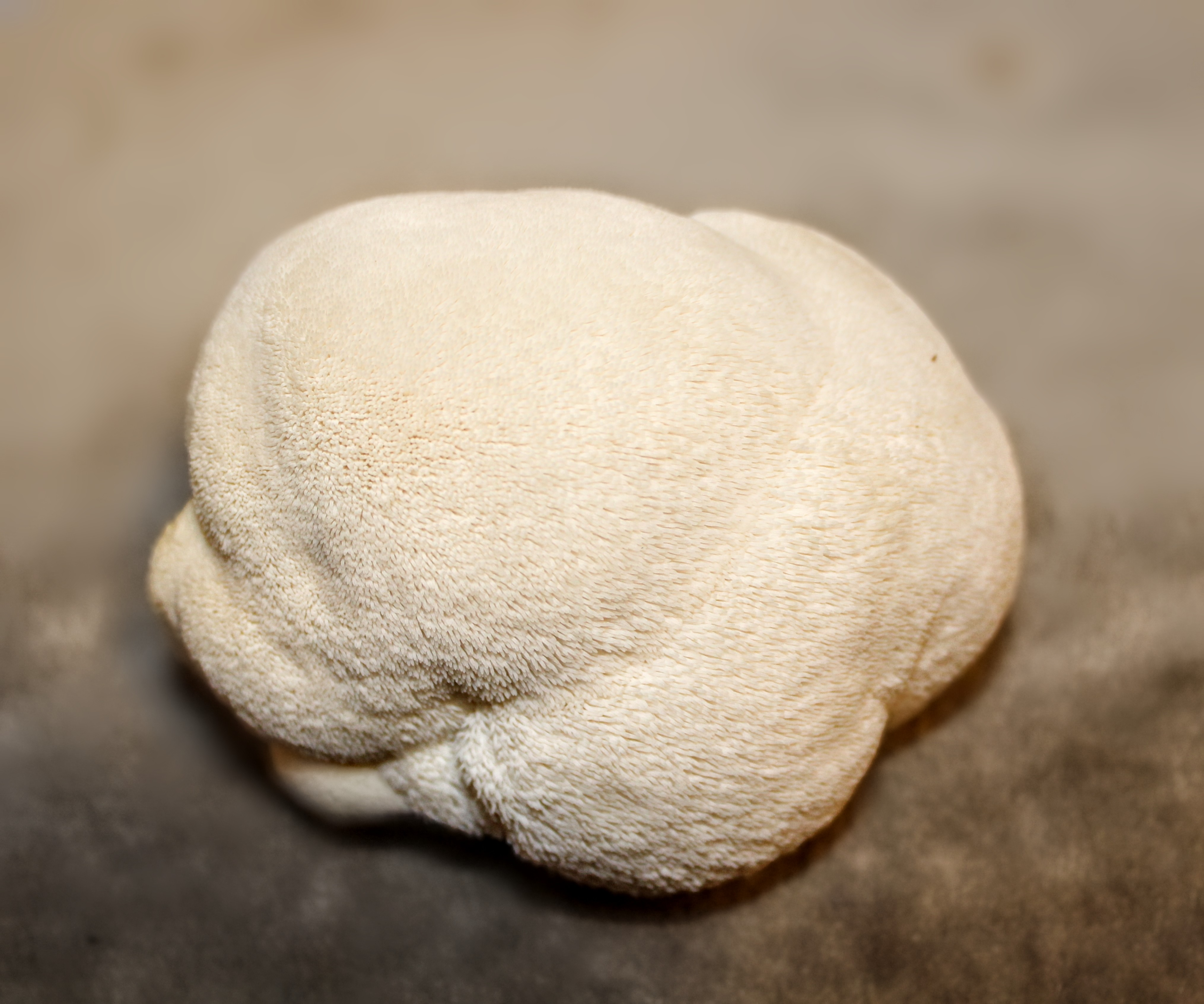Gourmet Lion's Mane Mushrooms in Missouri